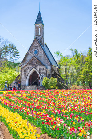 Hirugano Plateau, pastoral village, tulips in full bloom (Gujo City, Gifu Prefecture) 126164664