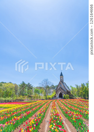 晝野高原、田園村落、鬱金香盛開(岐阜縣上市) 晝野高原、田園村落、鬱金香盛開(岐阜縣上市) 126164666