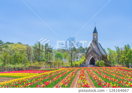 晝野高原、田園村落、鬱金香盛開（岐阜縣上市） 126164667