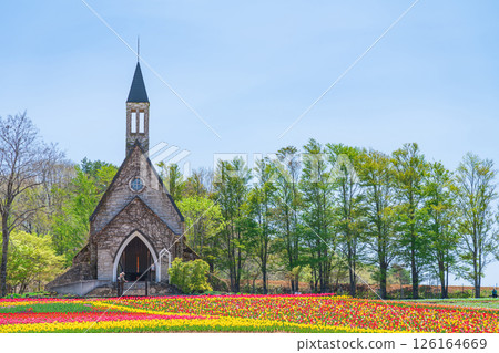 Hirugano Plateau, pastoral village, tulips in full bloom (Gujo City, Gifu Prefecture) 126164669