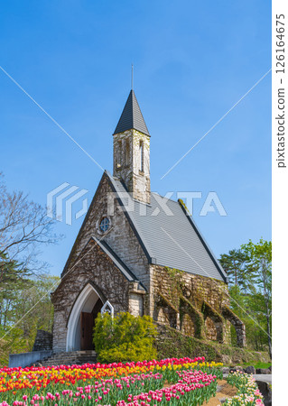 Hirugano Plateau, pastoral village, tulips in full bloom (Gujo City, Gifu Prefecture) 126164675