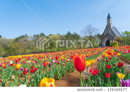 Hirugano Plateau, pastoral village, tulips in full bloom (Gujo City, Gifu Prefecture) Hirugano Plateau, pastoral village, tulips in full bloom (Gujo City, Gifu Prefecture) 126164677