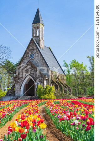 Hirugano Plateau, pastoral village, tulips in full bloom (Gujo City, Gifu Prefecture) Hirugano Plateau, pastoral village, tulips in full bloom (Gujo City, Gifu Prefecture) 126164680