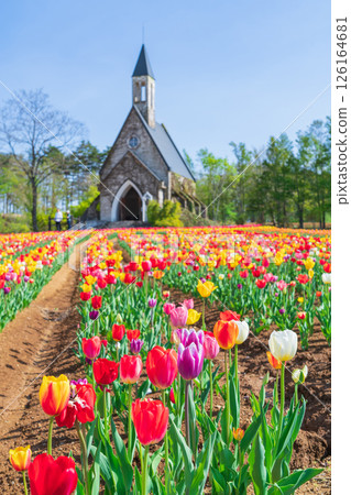 晝野高原、田園村落、鬱金香盛開（岐阜縣上市） 126164681