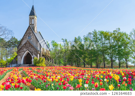 Hirugano Plateau, pastoral village, tulips in full bloom (Gujo City, Gifu Prefecture) Hirugano Plateau, pastoral village, tulips in full bloom (Gujo City, Gifu Prefecture) 126164683