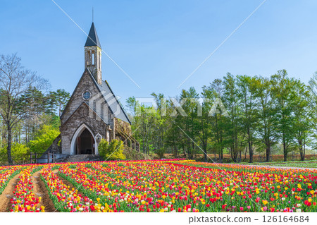 Hirugano Plateau, pastoral village, tulips in full bloom (Gujo City, Gifu Prefecture) Hirugano Plateau, pastoral village, tulips in full bloom (Gujo City, Gifu Prefecture) 126164684