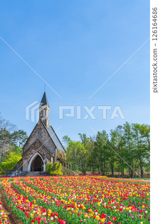 Hirugano Plateau, pastoral village, tulips in full bloom (Gujo City, Gifu Prefecture) 126164686