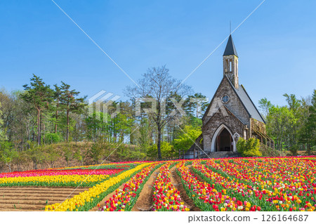 Hirugano Plateau, pastoral village, tulips in full bloom (Gujo City, Gifu Prefecture) Hirugano Plateau, pastoral village, tulips in full bloom (Gujo City, Gifu Prefecture) 126164687