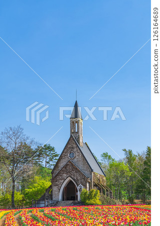 Hirugano Plateau, pastoral village, tulips in full bloom (Gujo City, Gifu Prefecture) 126164689
