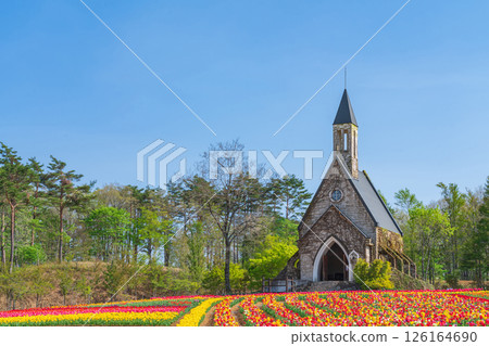 晝野高原、田園村落、鬱金香盛開（岐阜縣上市） 126164690