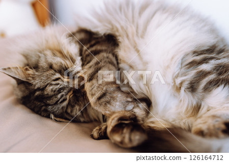 close up grey fluffy sleeping cat 126164712