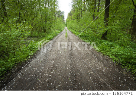 White flower petals lie on a dirt road in a green dense forest White flower petals lie on a dirt road in a green dense forest 126164771