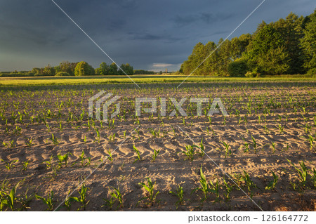 Storm clouds over a field of young corn 126164772
