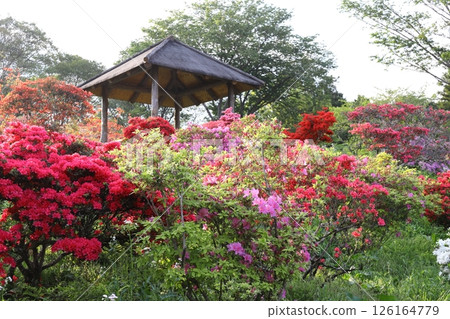 Kasama杜鵑花公園 Kasama杜鵑花公園 126164779