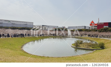 2025櫻花廣場染井吉野櫻花盛開 126164916