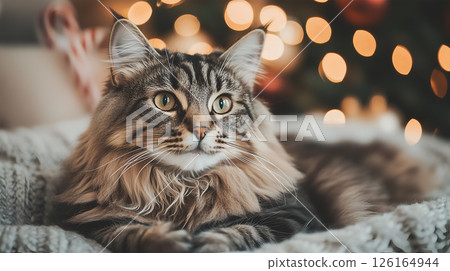 Festive American Bobtail cat lounging near a beautifully decorated Christmas tree 126164944