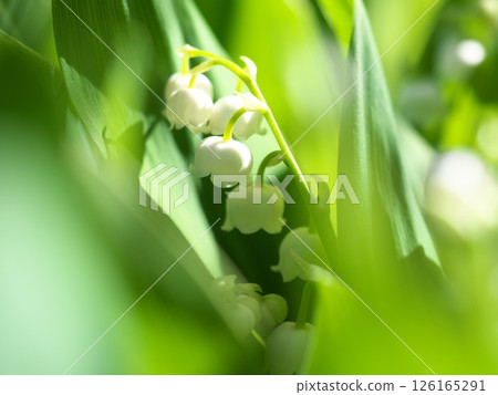 Lily of the valley flowers blooming in the sunlight Lily of the valley flowers blooming in the sunlight 126165291