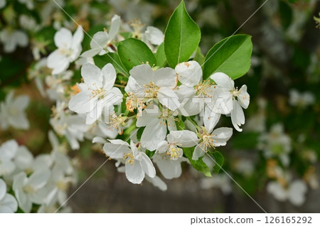 Flower of the deciduous tree of the dog apple (family Rosaceae, genus Malus) Flower of the deciduous tree of the dog apple (family Rosaceae, genus Malus) 126165292