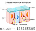 Ciliated columnar epithelium. Nasal epithelium 126165305