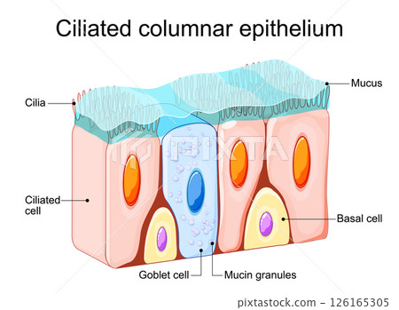 Ciliated columnar epithelium. Nasal epithelium Ciliated columnar epithelium. Nasal epithelium 126165305