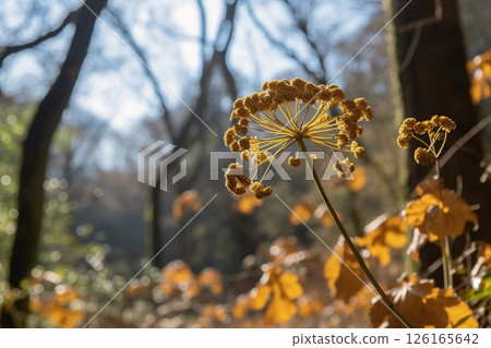 Dried flowers in the forest close-up. Autumn background 126165642