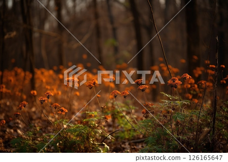Dried flowers in the forest. Autumn background Dried flowers in the forest. Autumn background 126165647