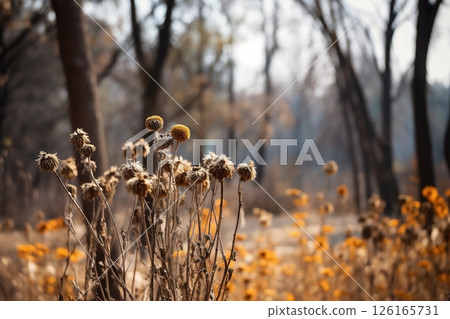 Dried flowers in the forest. Autumn background 126165731