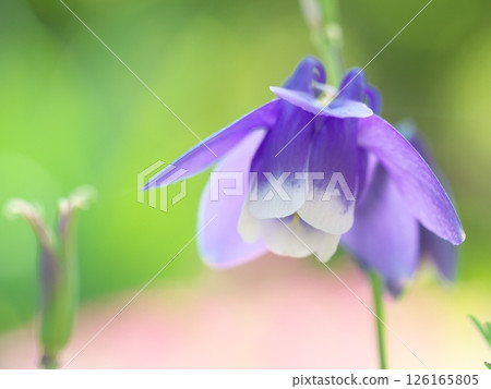 哥倫拜恩花特寫 哥倫拜恩花特寫 126165805