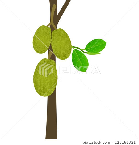 Jackfruit fruit on a stem with leaves on a white background. 126166321