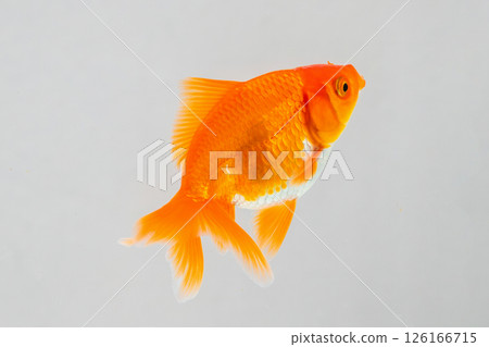 Oranda goldfish in aquarium fish tank close up Oranda goldfish in aquarium fish tank close up 126166715