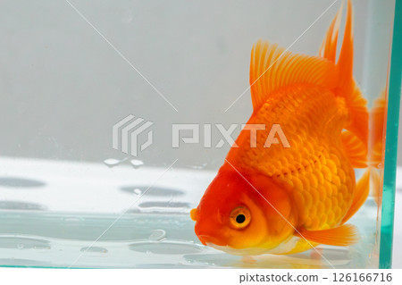 Oranda goldfish in aquarium fish tank close up Oranda goldfish in aquarium fish tank close up 126166716