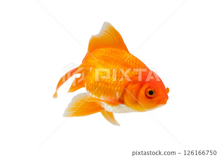 Oranda goldfish isolated on white background close up Oranda goldfish isolated on white background close up 126166750