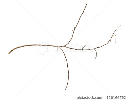 Dry tree branches isolated on white background 126166762
