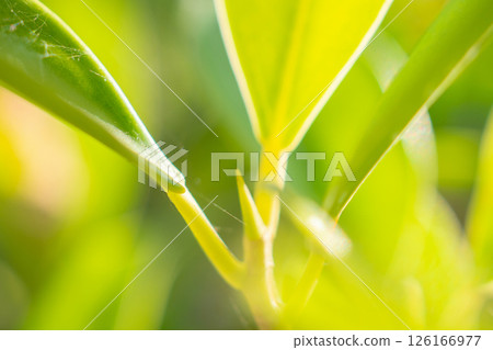 Natural plant green leaf in garden with bokeh background Natural plant green leaf in garden with bokeh background 126166977