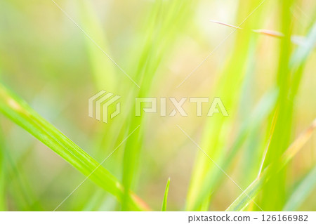 green grass leaf in garden with blur background green grass leaf in garden with blur background 126166982