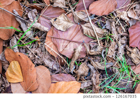 piles of brown dry tree leaves background piles of brown dry tree leaves background 126167035