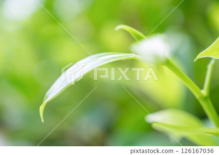 Natural plant green leaf in garden with bokeh background Natural plant green leaf in garden with bokeh background 126167036