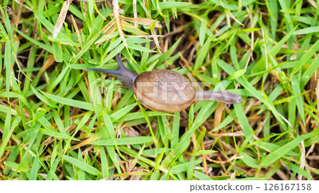 little helix snail on green grass close up little helix snail on green grass close up 126167158