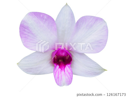 Beautiful pink and white orchid flower isolated on white background 126167173