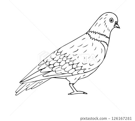 Vector hand drawn outline sketch doodle pigeon 126167281