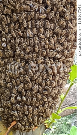 Bee on bee 126167548