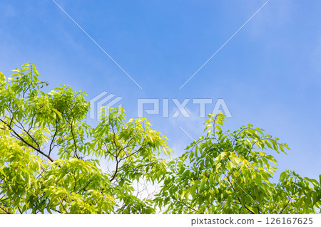 Fresh green background Fresh green background 126167625