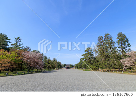 京都御所的春天：櫻花與建禮門（京都府京都市上京區） 126167660
