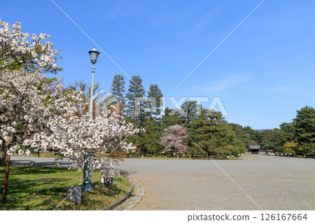 Spring cherry blossoms at the Kyoto Imperial Palace (Kamigyo Ward, Kyoto City, Kyoto Prefecture) 126167664