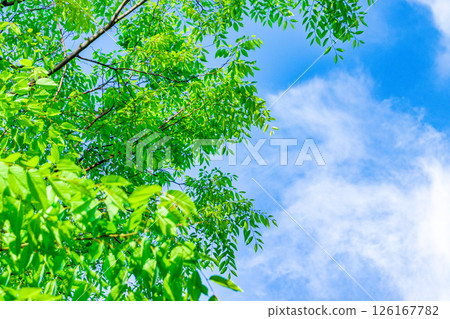 Fresh fresh green image material 126167782