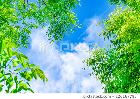 Fresh fresh green image material 126167783