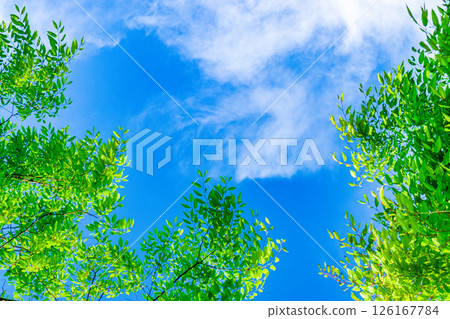 Fresh fresh green image material 126167784