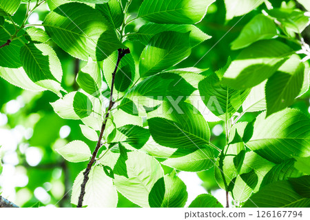 Fresh fresh green image material Fresh fresh green image material 126167794