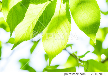 新鮮的綠色圖像素材 126167818