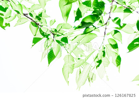 新鮮的綠色圖像素材 126167825